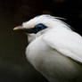 Bali Starling