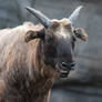 Mishmi Takin (Obelix)