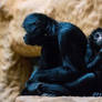 Black-Headed Spider Monkey (Winnie + Pipa)