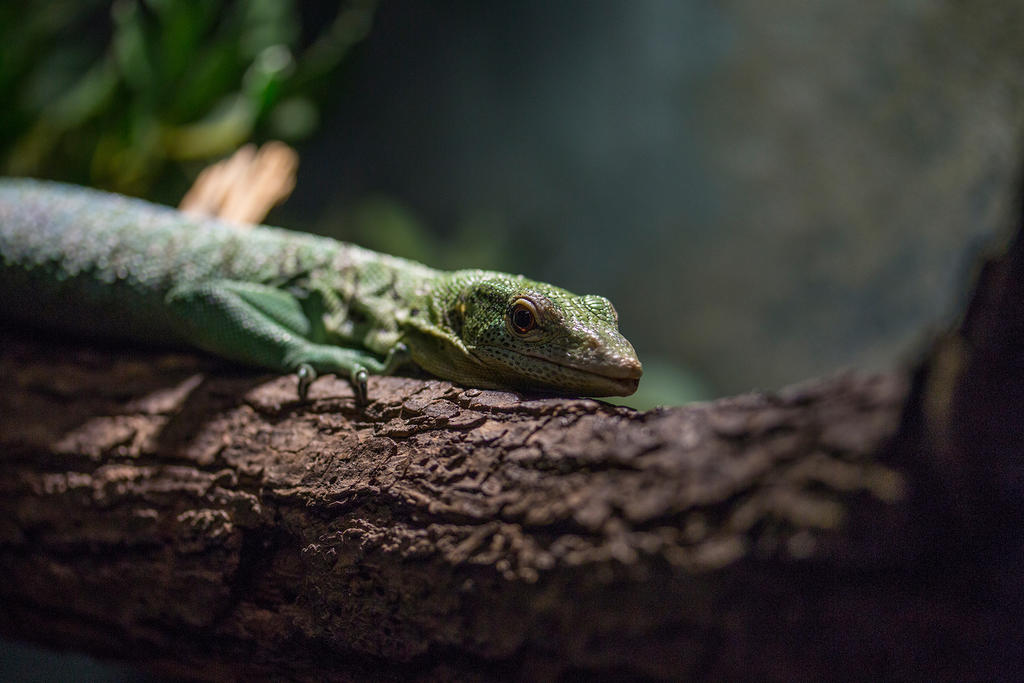 Tree Monitor Emerald tree monitor by Scara1984 on DeviantArt