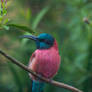 Northern Carmine Bee Eater