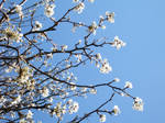 spring is white by ediizombie