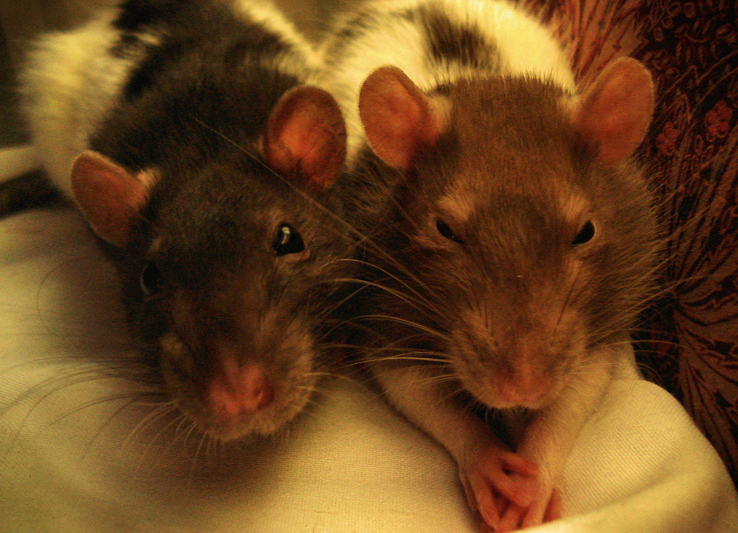 new rats