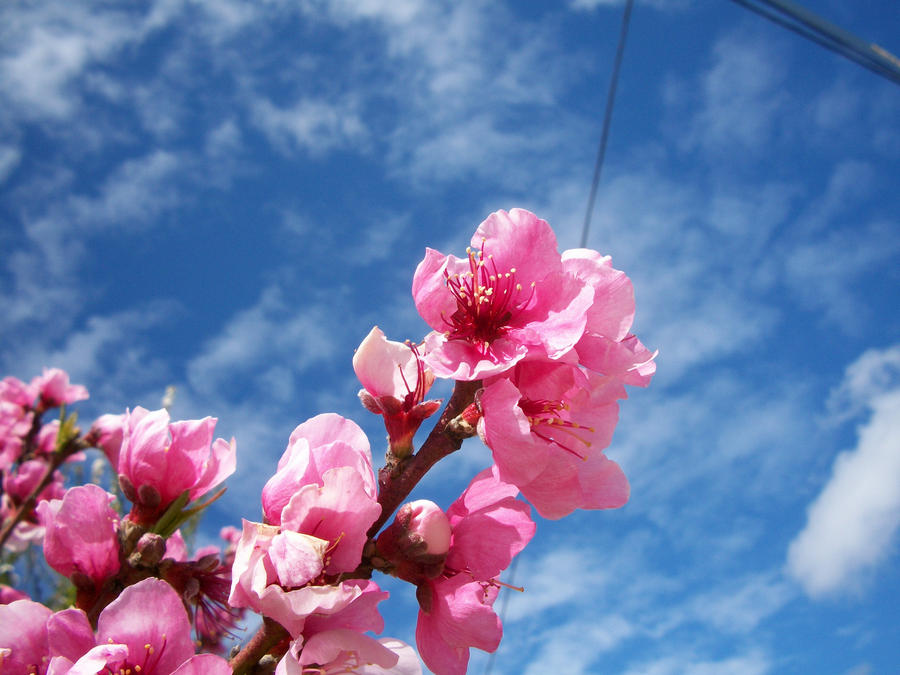 A flower in a cloudy day