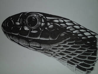 Mexican Black Kingsnake - Pen