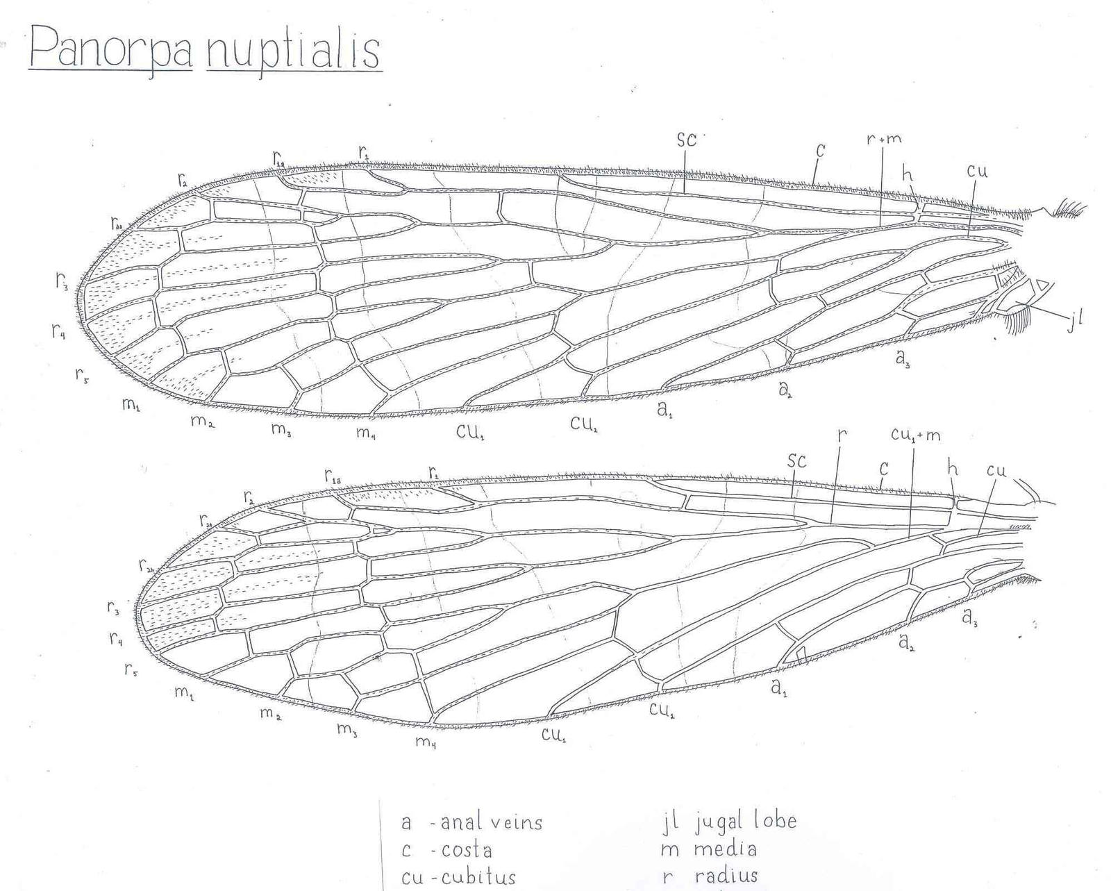 Panorpa nuptialis, wing