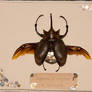 Elephant beetle 2