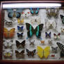 Assorted Exhibit Case 2