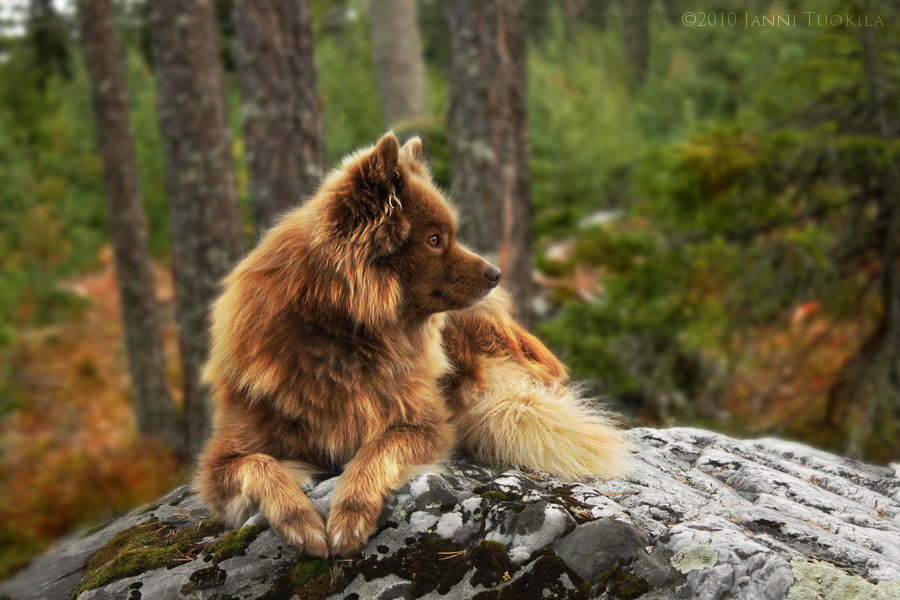 Lapphund