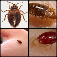 Walking bloodsucker Bed bugs