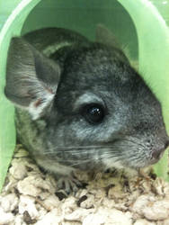 Chinchilla