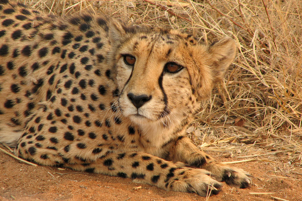 Pretty face, cheetah