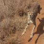 The Amazing Hover-Cheetah