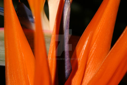 Blooming Bird Of Paradise