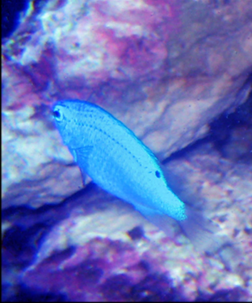 Mini Fish Blue Small Blue Fish by Piplup312 on DeviantArt