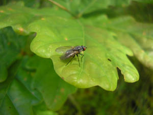 Insect On A Leaf