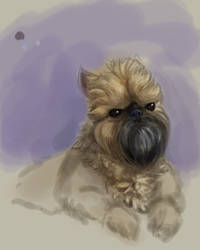 Brussels Griffon WIP