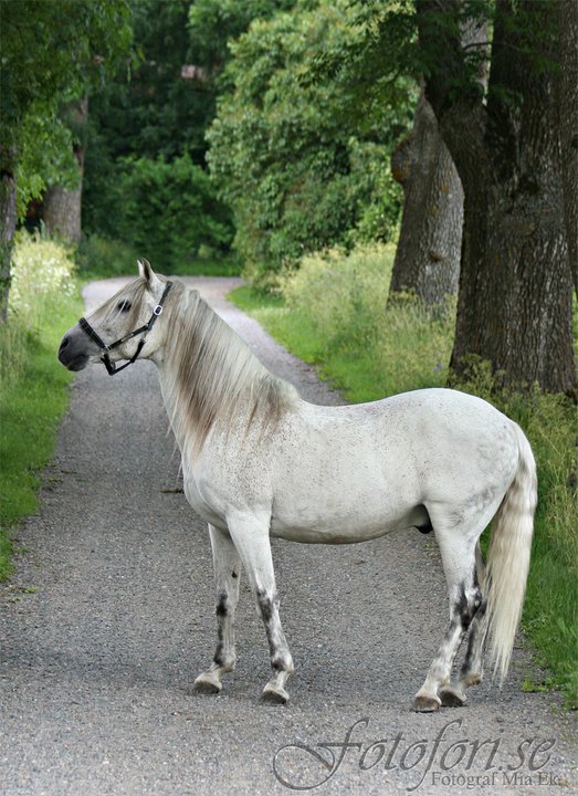 lusitanogelding