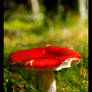 mushroom