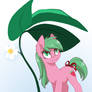 Pine Berry pony