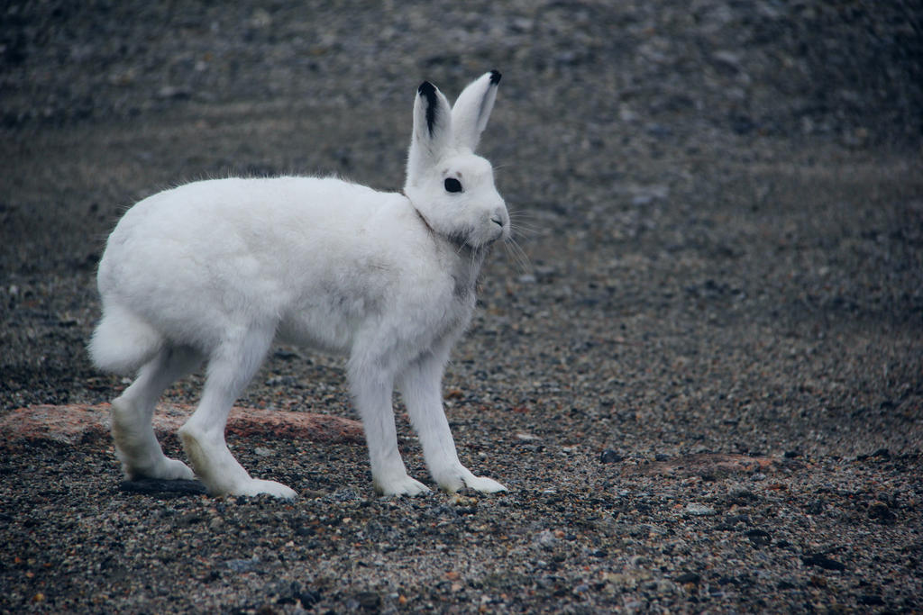 Wise Rabit Wise Rabbit III by katherineraymond on DeviantArt