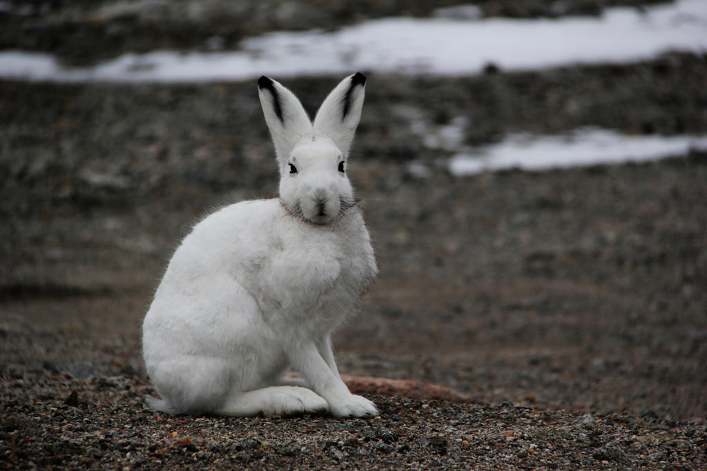 Wise Rabbit IV by katherineraymond on DeviantArt
