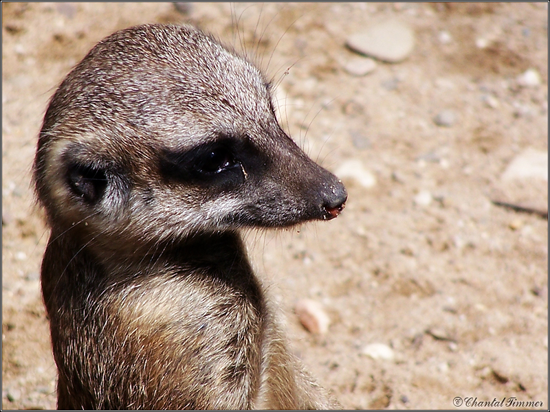 Glamour Portrait