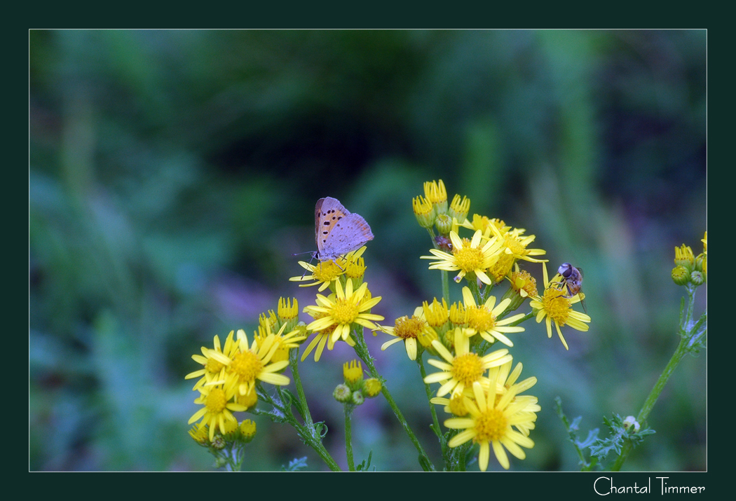 A Butterfly Afternoon