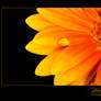 Thoughts of Spring
