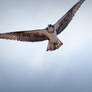 Osprey, the feathered kind