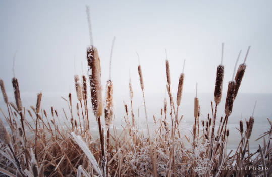 Crystal Cattails