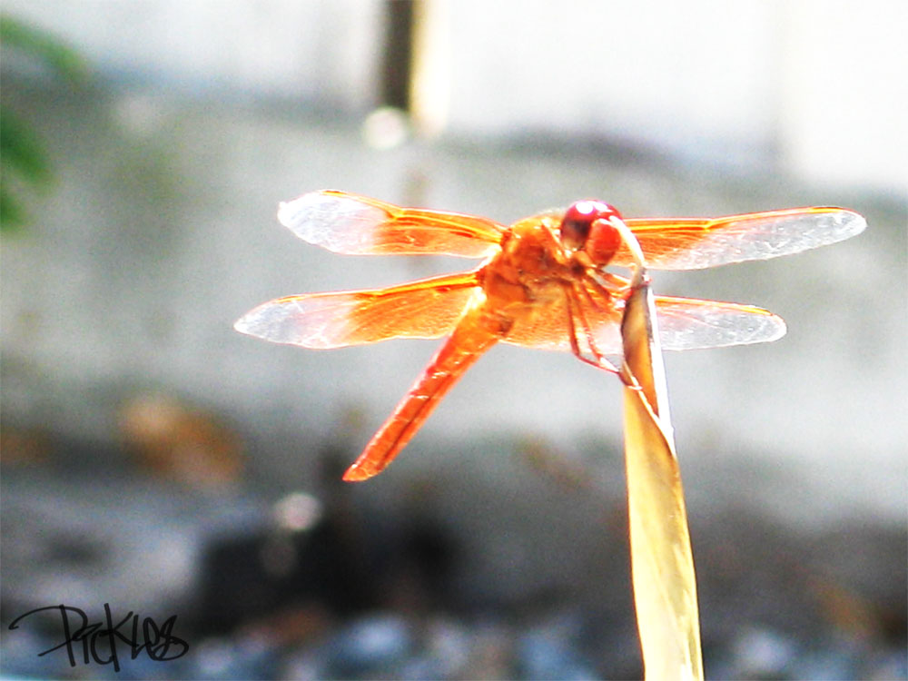 Orange Dragonfly