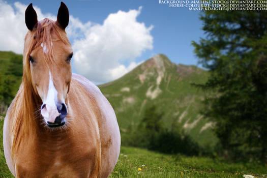 Arabian Horse Picture