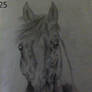 Pinto horse