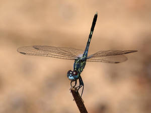 Dragonfly - Blue