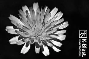 Flor del sol - BW Edition