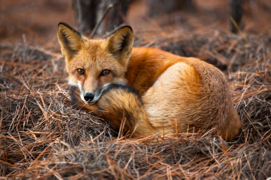 The friendly fox