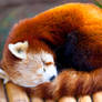 Red Panda .ll