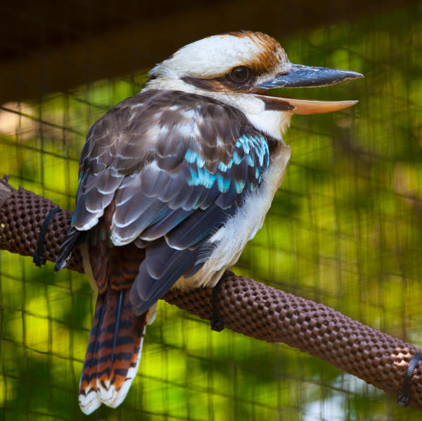 Laughing Kookaburra ll