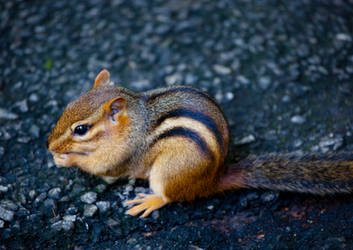 Chipmunk