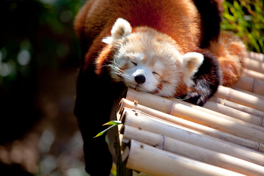 Red Panda V