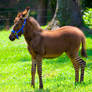 Half Zebra , Half Donkey