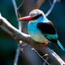 Blue-Breasted Kingfisher ll