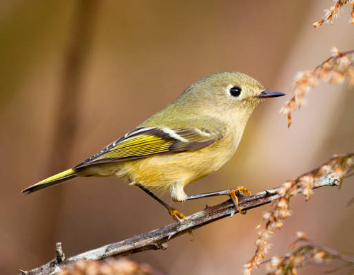 Ruby-crowned Kinglet