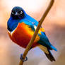 Superb Starling ll
