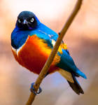 Superb Starling ll by deseonocturno