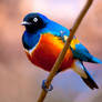 Superb Starling lll