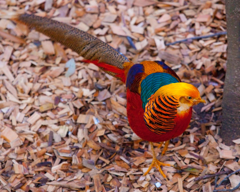 Golden Pheasant