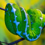 Emerald Tree Boa ll