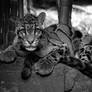 Clouded Leopard